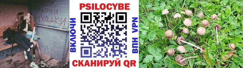 KRAKEN ссылки  купить   Карачев  Псилоцибиновые грибы Psilocybine cubensis 